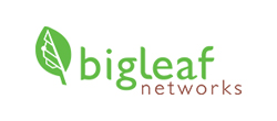 bigleaf